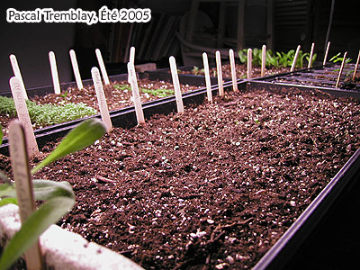 Potting soil for grow seedling table - black plastic Seedling trays - Mycorrhizae