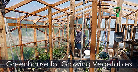 Greenhouse for growing vegetables - How to grow vegetables in Greenhouse