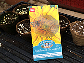 Plant sunflower seeds