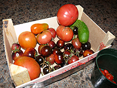 Growing tomatoes from seeds