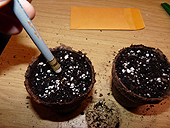 Sowing tomato seeds
