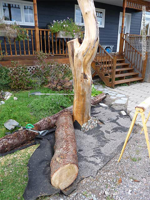 Tree stump ideas