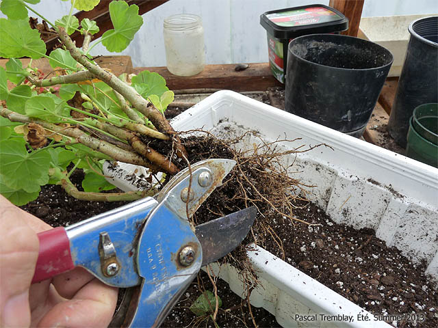 How to clean a geranium plant before overwintering - Wintering geraniums Methods
