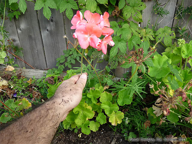 Remove your geraniums from the ground - Growing geraniums outdoors