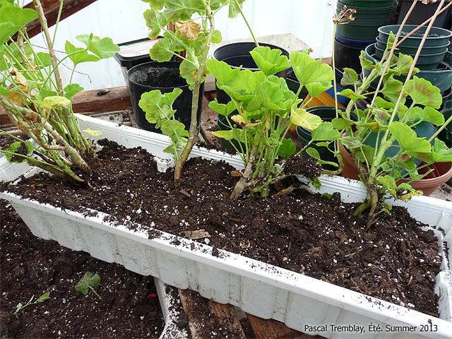 How To Keep Geraniums Over Winter - Filling planter box with potting soil