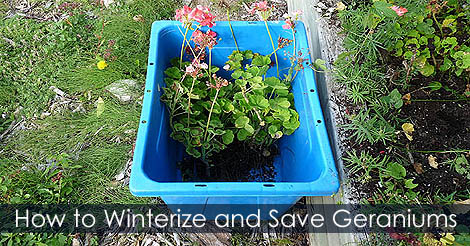 Wintering Geraniums - How to winterize geraniums