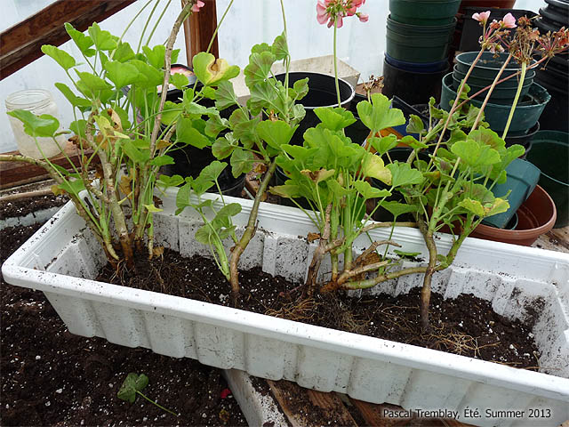 How to Repot the geraniums in fresh container potting mix - Wintering geraniums
