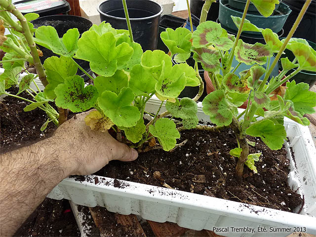 Outdoor-indoor geranium culture - Bringing Geraniums Indoors for the Winter