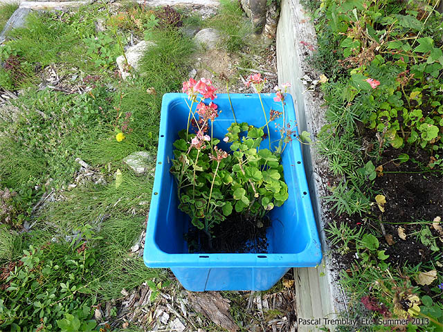 How to Grow Geraniums Over the Winter - Geranium Care And Maintenance Tips