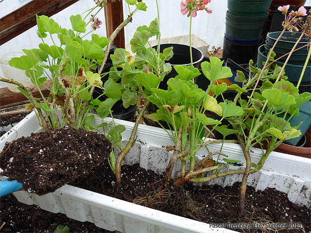 Repotting geraniums for winterizing them as houseplants