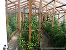 Build Garden Greenhouse DIY Design Ideas