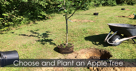 Plant apple tree