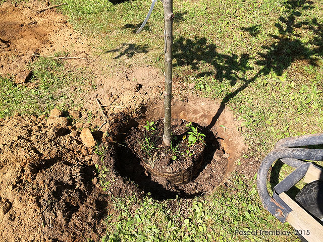 Using Compost to Mulch Trees