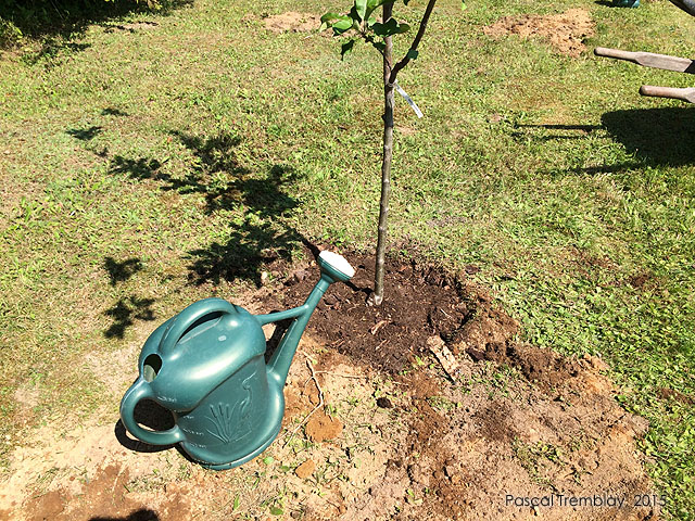 How To Properly Water a Fruit Tree