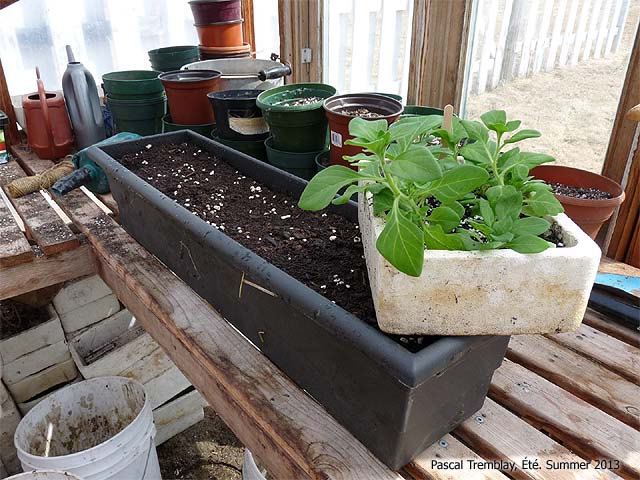 Container planting advice and ideas - Filling up a planter box