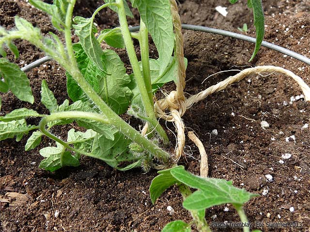 Staking Tomato Plants - How to cage tomato plants