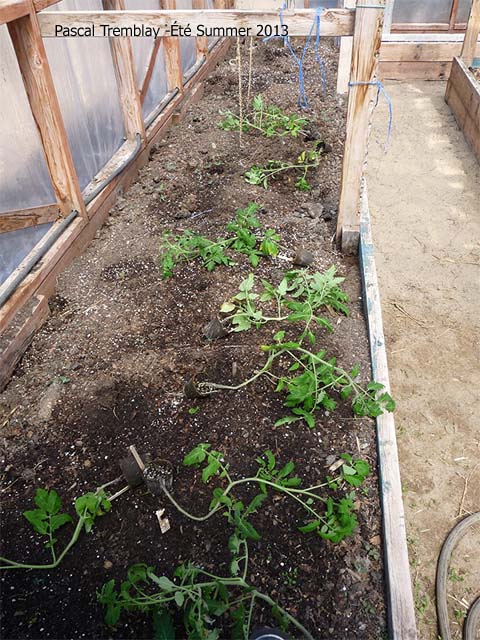 Trench Planting Way - DIY Planting Tomatoes