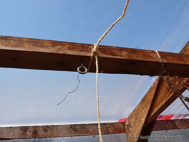 Tips for tie up tomatoes - Attaching the tomato plants - Tomato twine