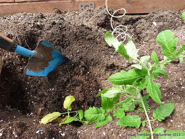 Putting soil over tomato roots - Burying Tomato Plant Roots