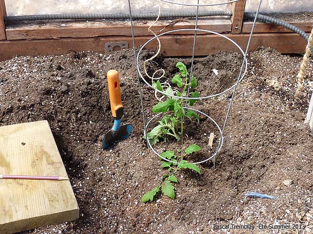 Caging tomato plant - Tomato Cages - How to Set Up a Round Tomato Cage