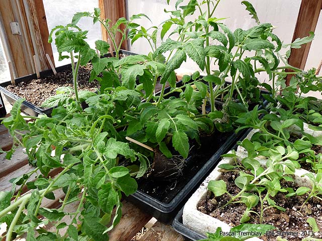 Tomato Seedlings - How to grow tomato plants in greenhouse