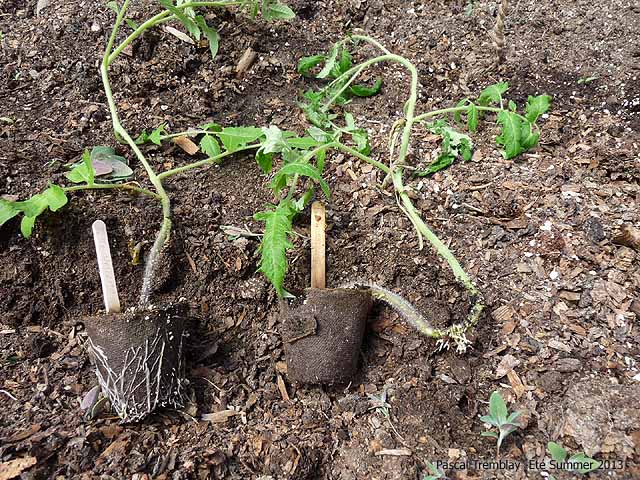 Planting tomato plants in the ground horizontally - How to plant tomatoes