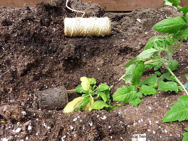 Tomato Plants horizontally on the ground - For a more massive root system - bury the horizontal stem at least three inches below the surface - Trench tomato planting method