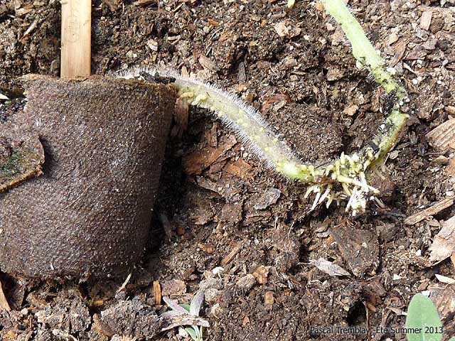 The Root System of a Tomato Plant - Root development on stem