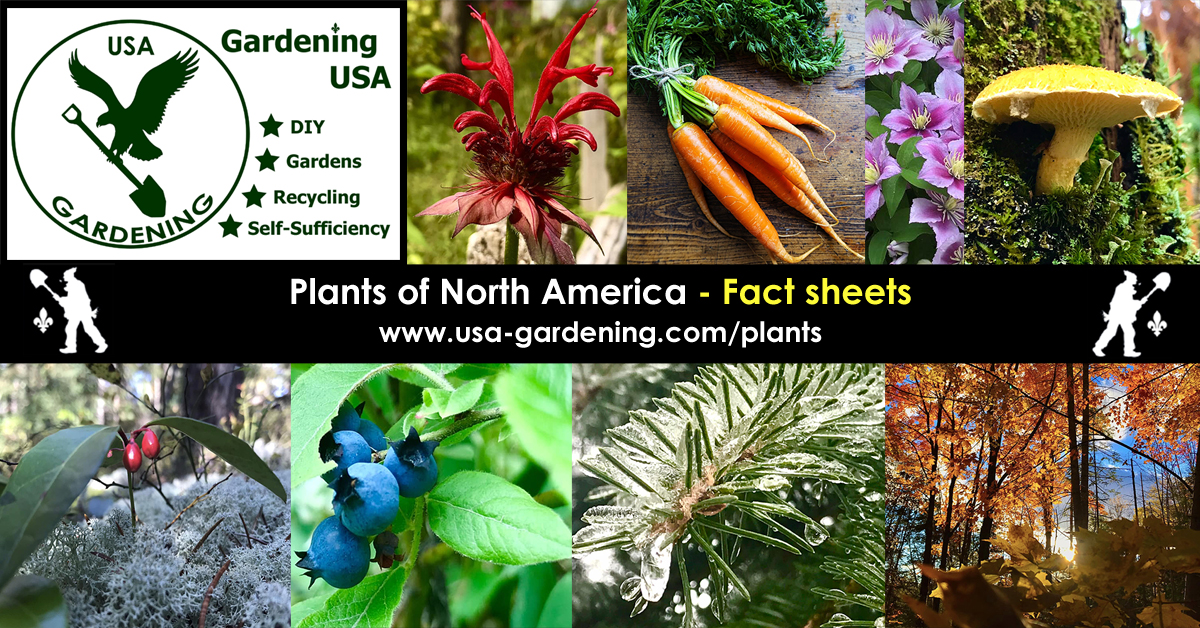Plants of North America
