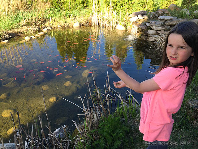 How to feed pond fish - Feeding the fish in your pond - Koi fish pond