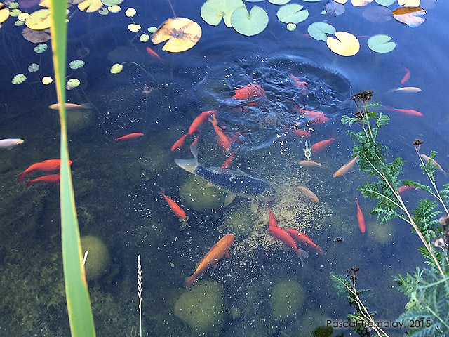 Pond Fish. Koi, Goldfish and other Fish for Pond. Pond fish care. Fedding pond fish.