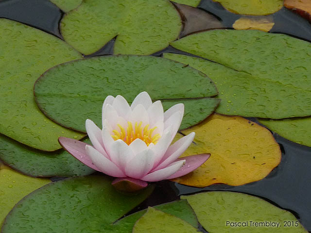 Adding plants to your garden pond - plants to landscape garden pond - Pond water lilies