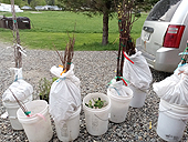 Haie brise-vent comestible