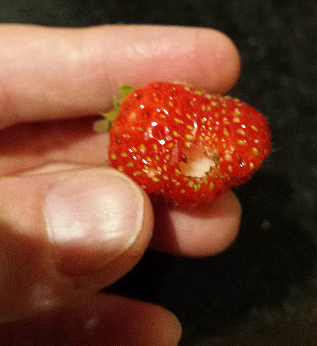 Maladies des fraises