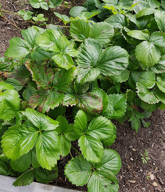 Maladies des fraisiers