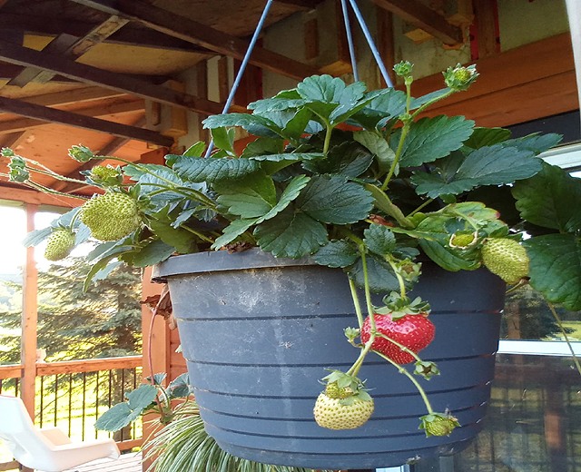 Panier de fraises suspendu