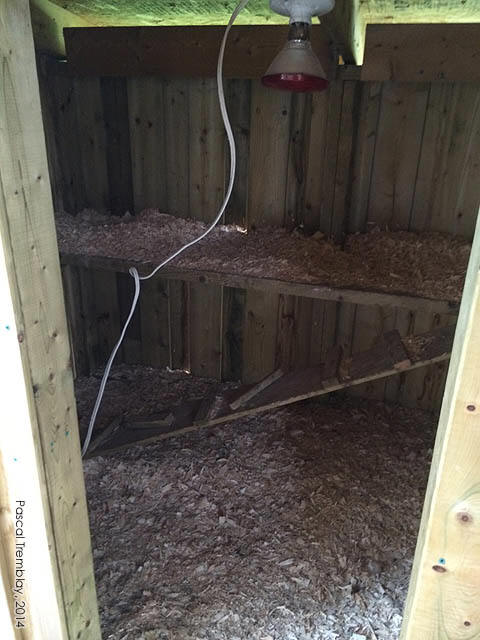 Nichoir Poulailler - Poulailler avec nichoir - Pondoir au Poulailler