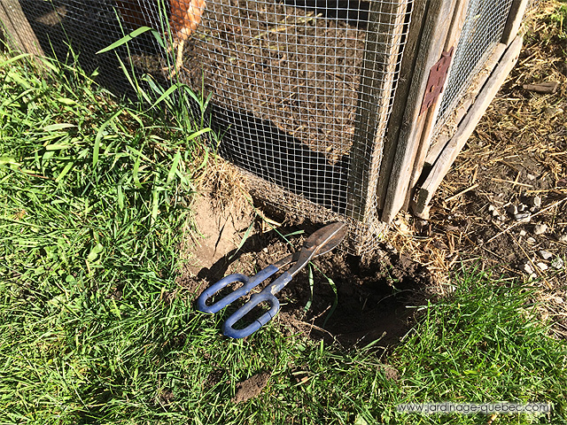 Ajouter une grande volière à un poulailler
