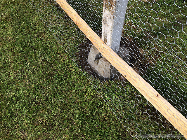 Grillage à poule - Installation au poulailler