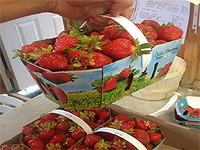 Paniers de fraises