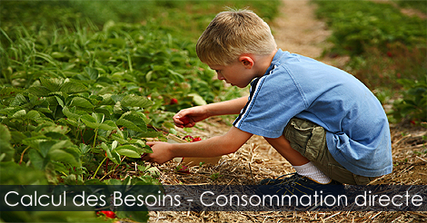 Calculer le besoin en fraises - La Consommation directe