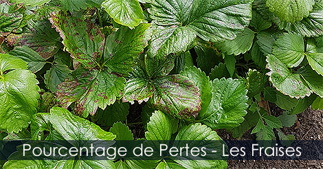 Pourcentage de pertes dans les cultures