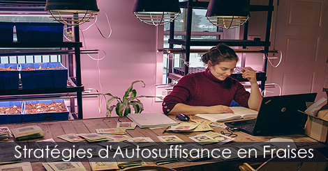 Producteur de fraises