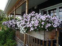 Cendre dans la terre pour bacs ou pots à fleurs