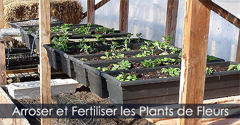 Jardinage en Contenant - Composer une jardinière fleurie Trucs et conseils - Arroser et fertiliser les plants de fleurs annuelles