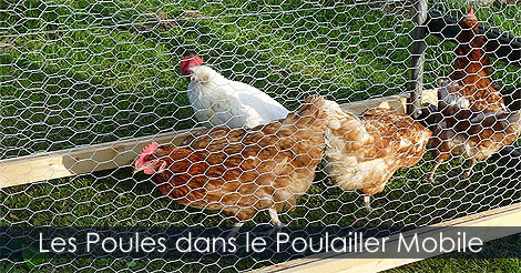 Poulailler - Construire un poulailler que l'on peut déplacer - Fabrication d'un poulailler mobile ou tracteur à poules