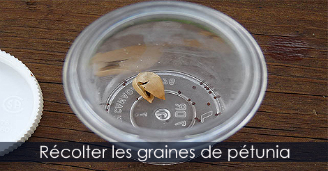 Récolte des graines de pétunia