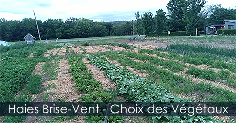 Haie Brise-Vent - Choix des végétaux