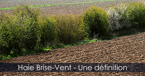 Haies Brise-Vent - Définition
