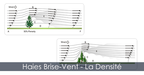 Haie Brise-Vent - Densité ou porosité